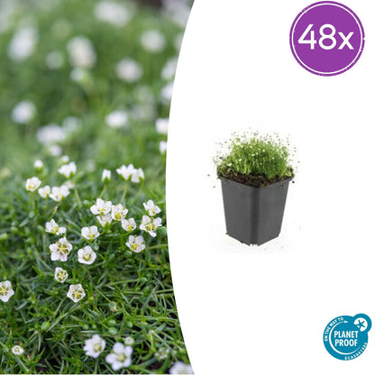 Pfriemen-Mastkraut Sagina subulata – 48 Pflanzen – ↕10-25 cm – Ø9 cm – Immergrüner Bodendecker – Irisches Moos – Weiß blühend – Pflegeleicht & vielseitig 