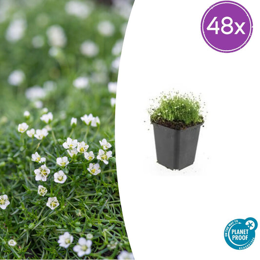 Pfriemen-Mastkraut Sagina subulata – 48 Pflanzen – ↕10-25 cm – Ø9 cm – Immergrüner Bodendecker – Irisches Moos – Weiß blühend – Pflegeleicht & vielseitig 