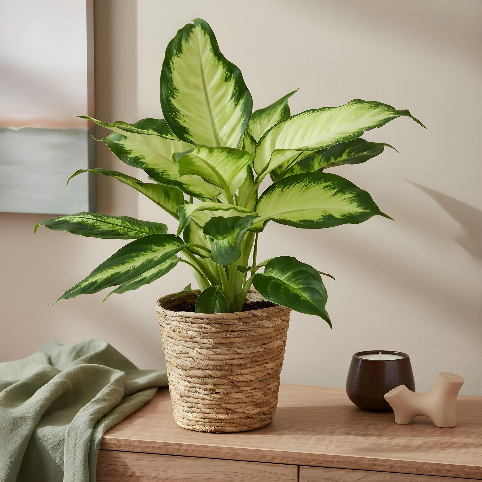Green boutiQ - Zimmerpflanzen - Diefenbachia Camilla - Dieffenbachia - Wenig Pflege - mit Korb - Bunt - 1 Pflanze - Topf 17cm - Höhe 45-50cm 