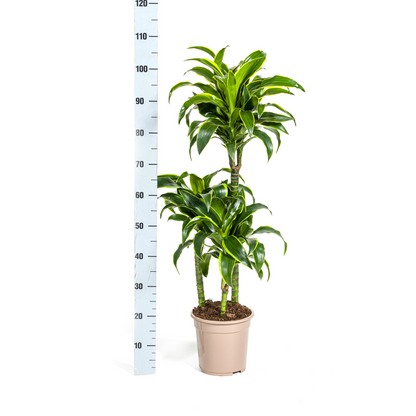 Dracaena Deremensis Dorado mit Korb Ø21cm - ↕100 - 120cm 