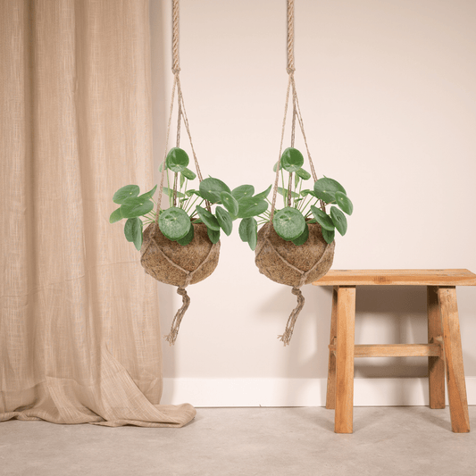 2x Kokodama Pilea Peperomiodes - Pfannkuchenpflanze - 20cm - ø15 