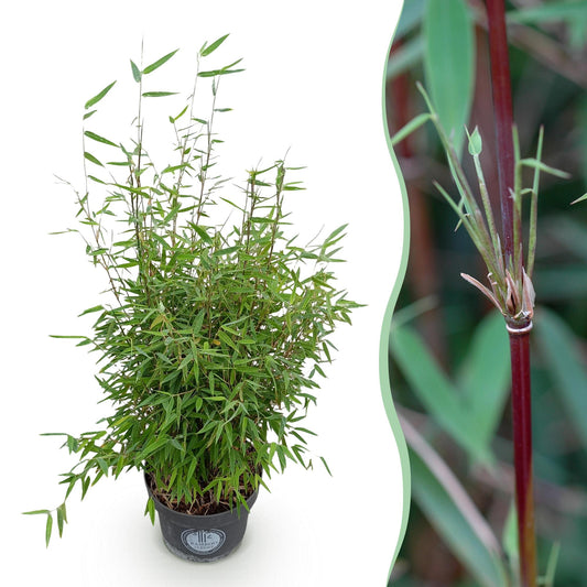 Green boutiQ - Gräser - Fargesia nitida Red Dragon - Bambus - Rutenlos - Grün - 1 Pflanze - Topf 23 cm - Höhe 80 cm 