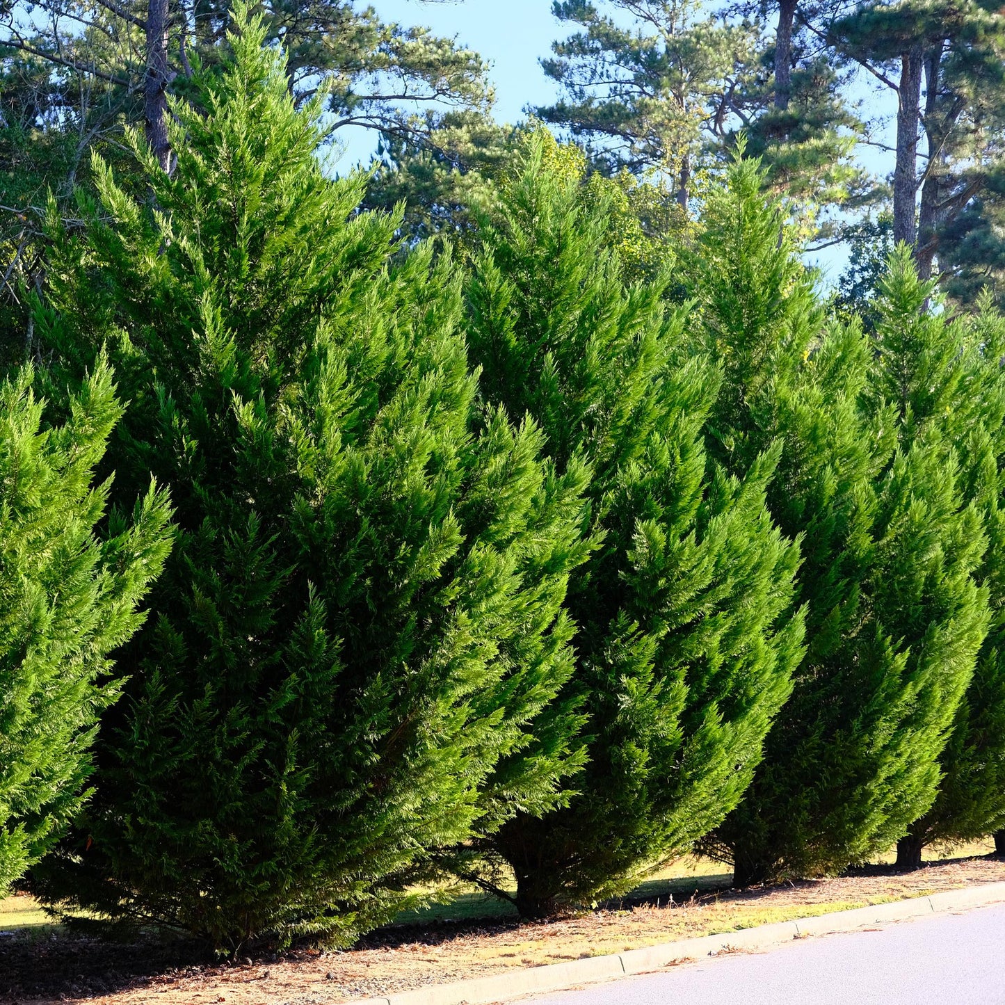Leyland-Zypresse - Cupressocyparis leylandii - Heckenpflanze - Blatt grün - 8 Pflanzen - 1 laufender Meter - immergrün - Topf 9cm Höhe 35-40cm