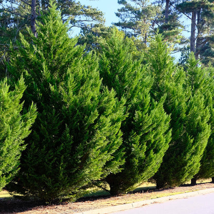 Leyland-Zypresse - Cupressocyparis leylandii - Heckenpflanze - Blatt grün - 8 Pflanzen - 1 laufender Meter - immergrün - Topf 9cm Höhe 35-40cm