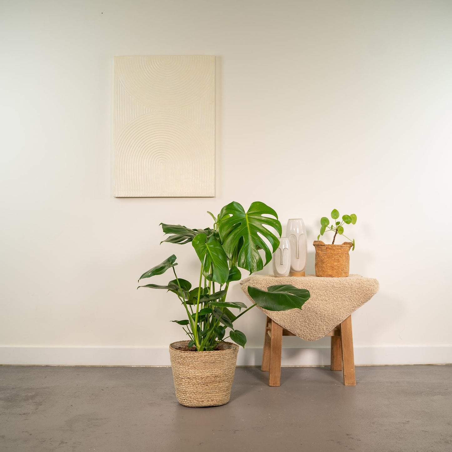 Monstera Deliciosa + Körbchen Selin - ↨80cm - Ø21cm 