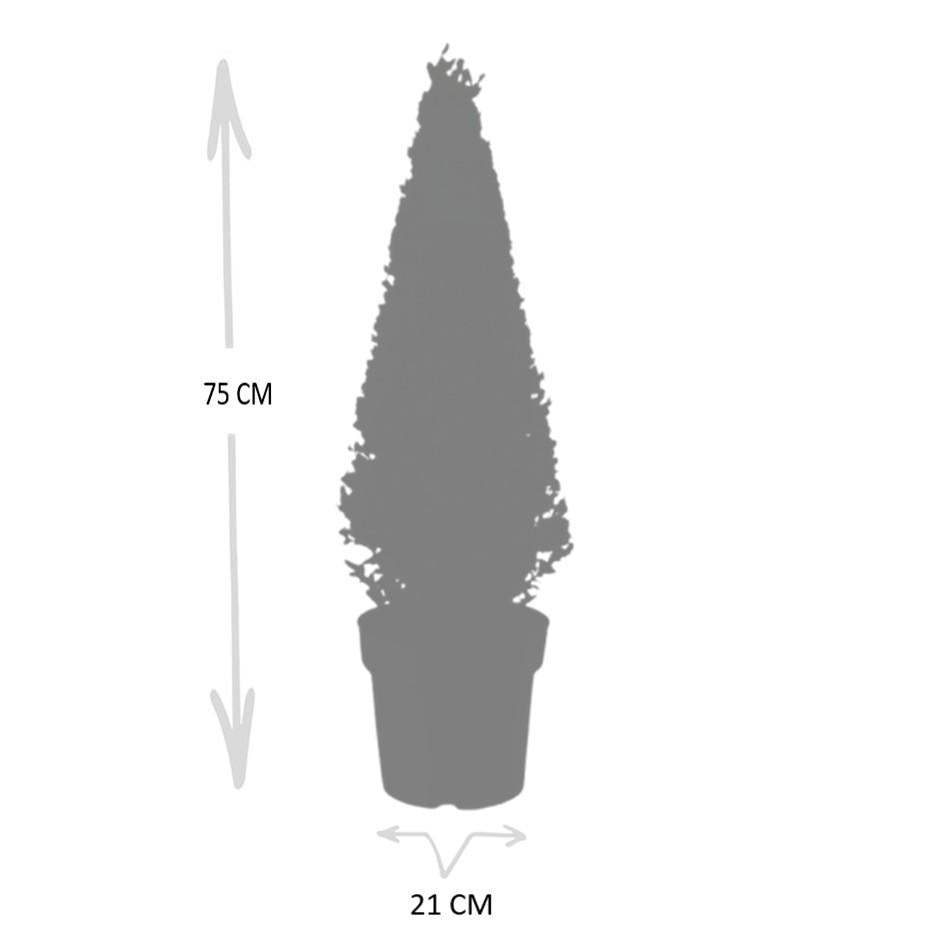 Stechpalme Ilex crenata Pyramide – ↨55 cm – Ø21 cm – Immergrüner, winterharter Buchsbaum-Ersatz für Garten, Terrasse & Topf