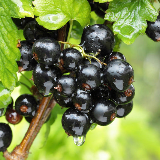 Green boutiQ - Fruit plant - Ribes nigrum Ben Nevis - Berry plant - Winter hardy - Blackcurrant - 2 Plants - Pot 15cm - Height 50cm 