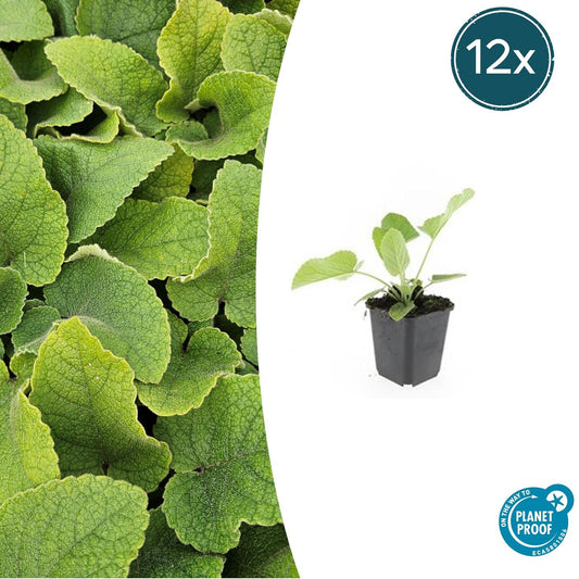 Russel-Brandkraut Phlomis russeliana – ↕10-25cm – Ø9cm – 12 Pflanzen – Winterhart & Pflegeleicht – Staude für Bienen & Schmetterlinge