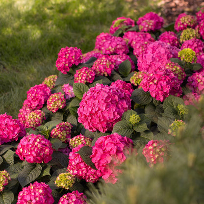 Hortensie Hydrangea Endless Summer Summer Love Red 4er Set – winterhart rot – 14cm – Höhe 20-25cm – blüht an altem & neuem Holz – für Beet, Hecke, Balkon & Terrasse 
