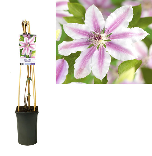 Waldrebe - Clematis 'Nelly Moser' +light Label