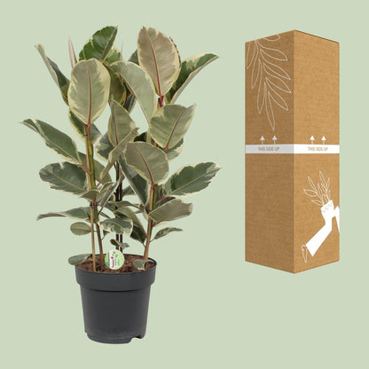 Gummibaum – Ficus Tineke – Zimmerpflanze – Ø27 cm Topf – Ca. 85 cm hoch – Zweifarbige Blätter in Creme & Grün – Pflegeleicht & dekorativ 
