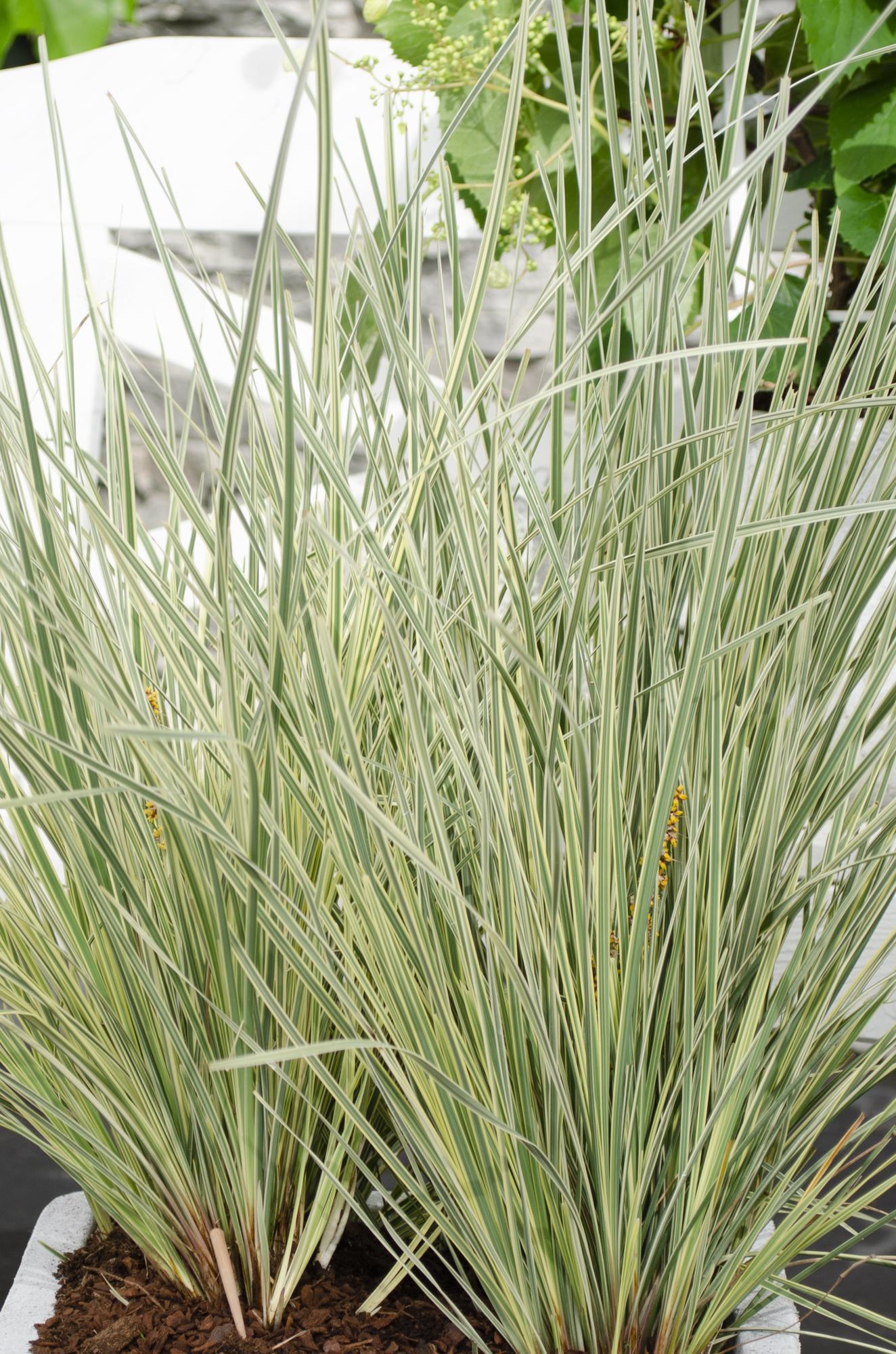 Geißblatt - Lomandra longifolia 'White Sands' - Ø19cm - ↕40cm 