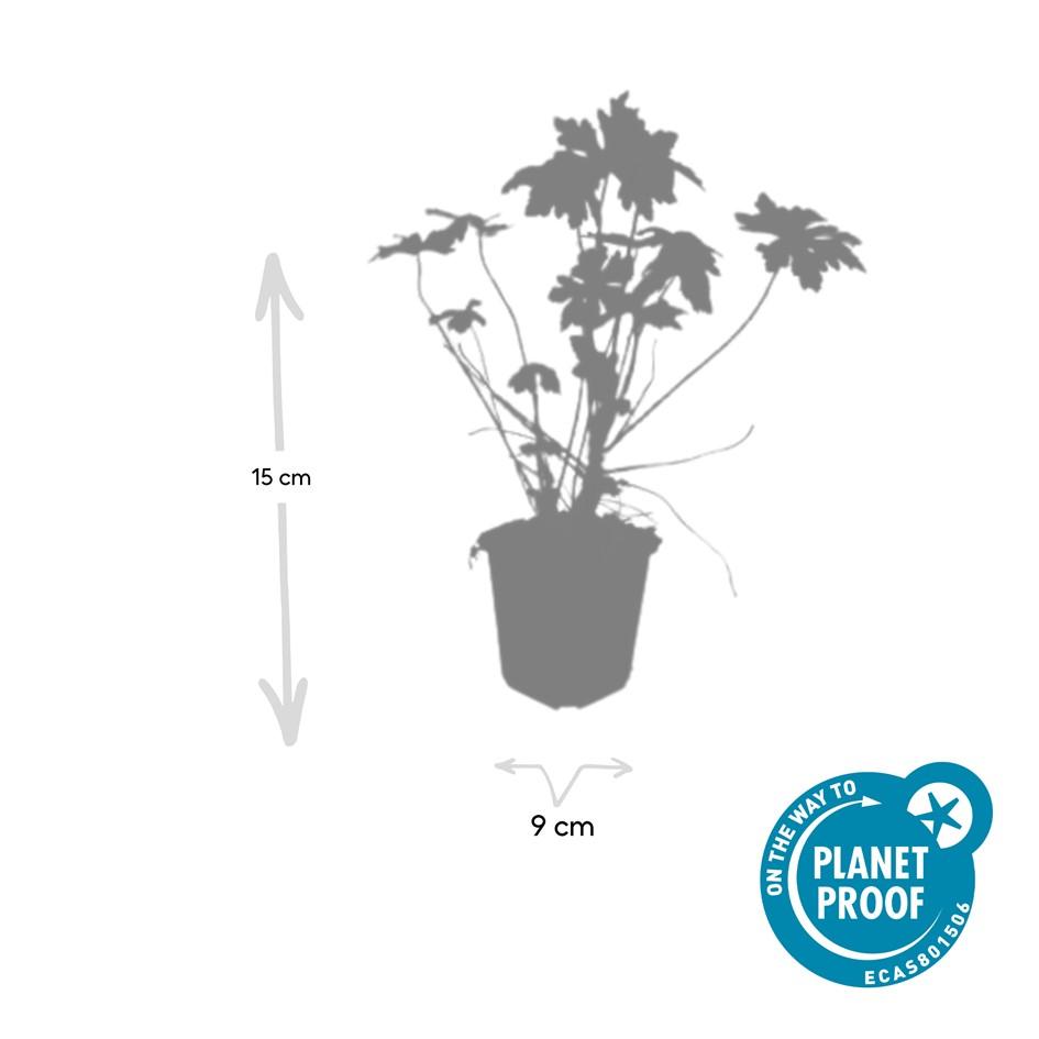 Balkan-Storchschnabel - Geranium macrorrhizum - ↕10-25cm - Ø9cm - 20 Stück