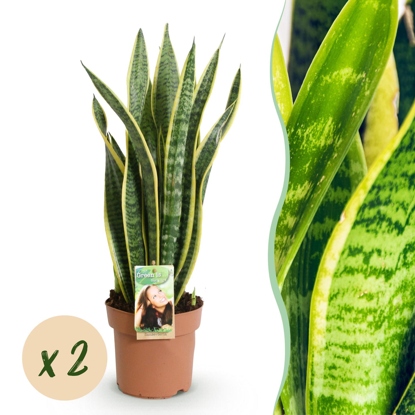 Green boutiQ - Zimmerpflanzen - Sanseveria Laurentii - Schwiegermutterzunge - Wenig Pflege - Grün - Gelb - 2 Pflanzen - Topf 17cm - Höhe 60-70cm 