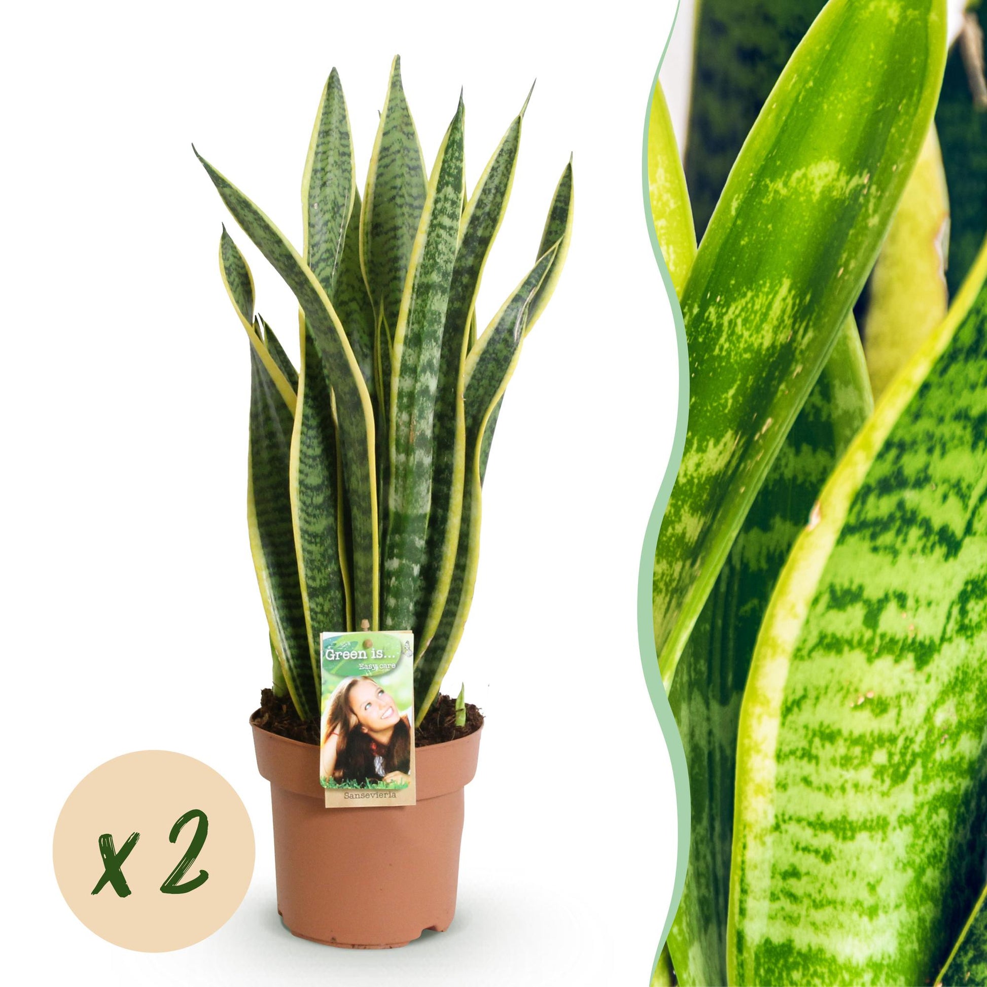 Green boutiQ - Zimmerpflanzen - Sanseveria Laurentii - Schwiegermutterzunge - Wenig Pflege - Grün - Gelb - 2 Pflanzen - Topf 17cm - Höhe 60-70cm 