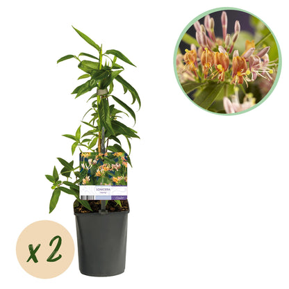Geißblatt - Lonicera henryi - Blüte Rosa - Wenig Pflege - 2 Pflanzen - Topf 11cm Höhe 40cm