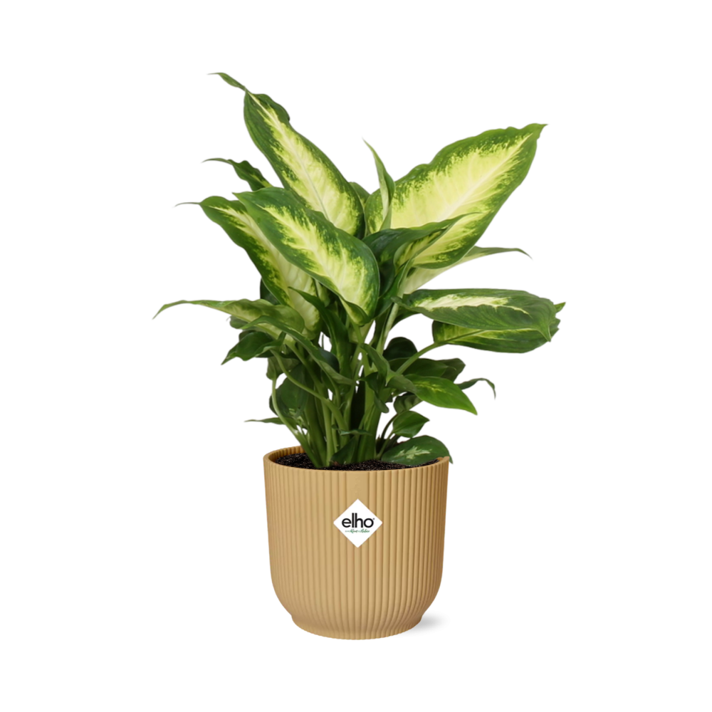 Dieffenbachia ‘Camilla’ – Zimmerpflanze im 14cm Topf – Luftreinigende Zimmerpflanze – Halbschattiger Standort – Pflegeleicht – Tropisches XXL-Laub 