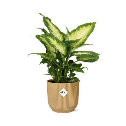 Dieffenbachia ‘Camilla’ – Zimmerpflanze im 14cm Topf – Luftreinigende Zimmerpflanze – Halbschattiger Standort – Pflegeleicht – Tropisches XXL-Laub 