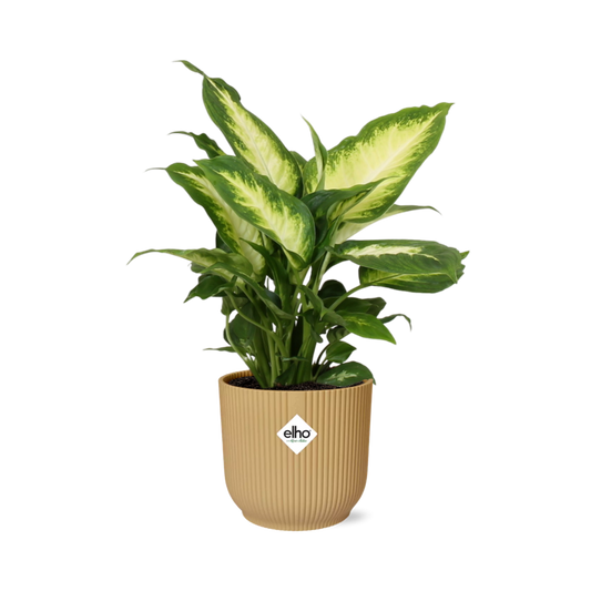 Dieffenbachia ‘Camilla’ – Zimmerpflanze im 14cm Topf – Luftreinigende Zimmerpflanze – Halbschattiger Standort – Pflegeleicht – Tropisches XXL-Laub 
