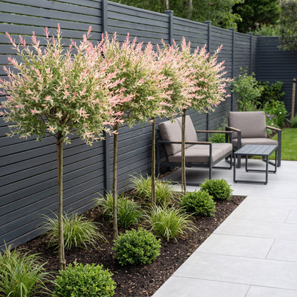 Flamingo-Weide – Salix 'Flamingo' – Topf Ø23cm – Höhe 140-160cm