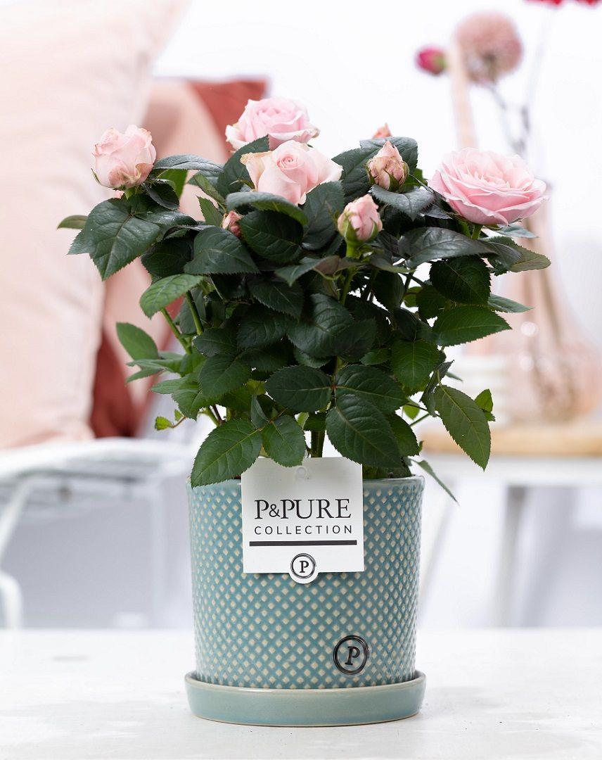 Rosa Light Pink In P&PURE Lauren Ceramics - Ø12cm - ↕30cm 