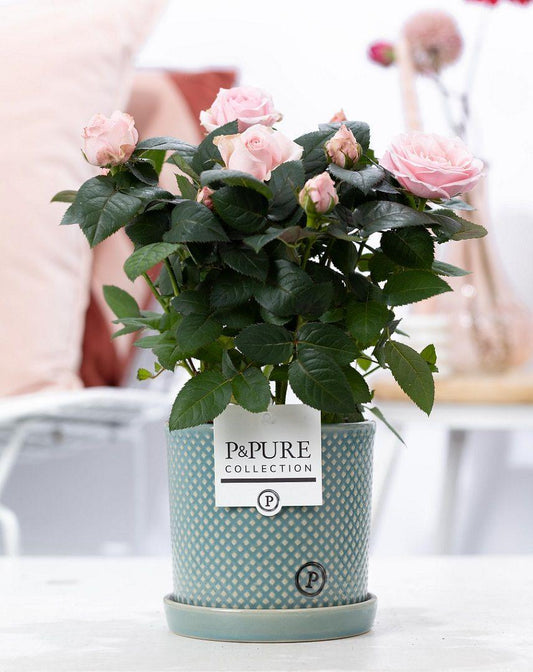 Rosa Light Pink In P&PURE Lauren Ceramics - Ø12cm - ↕30cm 