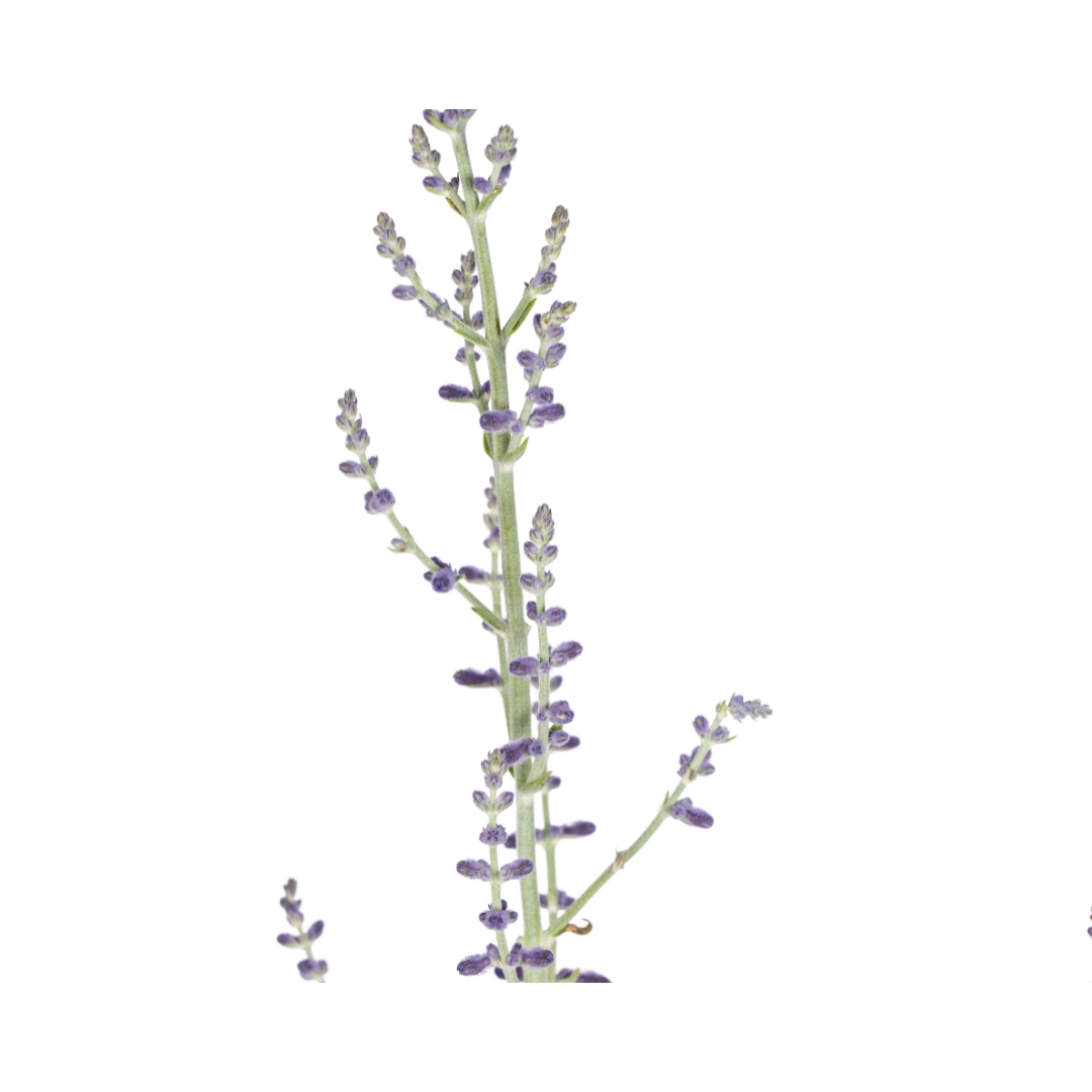 Perovskia atriplicifolia – Blauraute – Ø19cm – ↕50–60cm – Lavendelblaue Blüten – Aromatisches Ziergehölz für sonnige Beete & Steingärten 