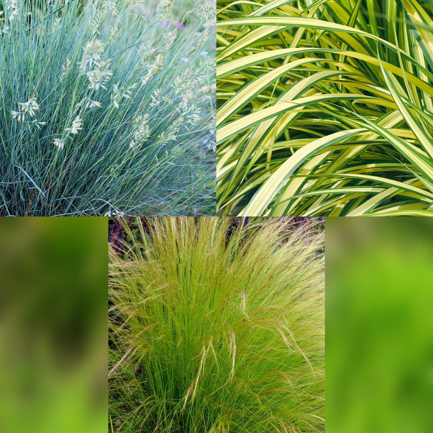 GreenboutiQ - Ziergräser - 3 Pflanzen - Blau - Gelb - Grün - Immergrün - Winterhart - Topf 17cm Höhe 50cm 