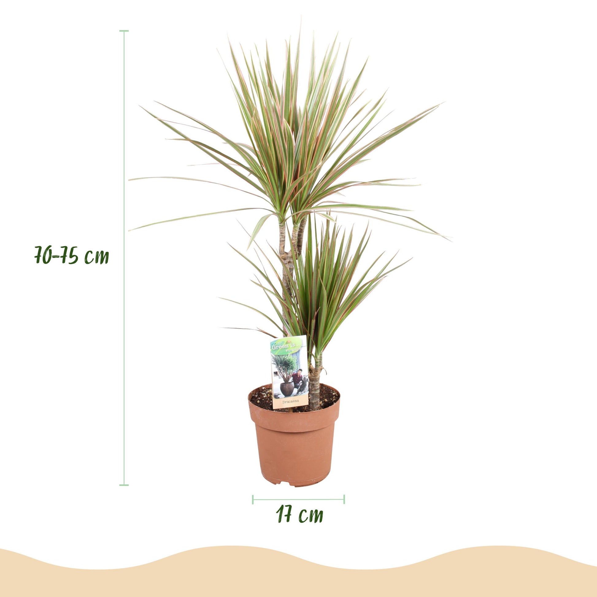 Green boutiQ - Zimmerpflanzen - Dracaena Marginata Bicolor - Drachenbaum - Wenig Pflege - Grün - braun - 1 Pflanze - Topf 17cm - Höhe 70-75cm 