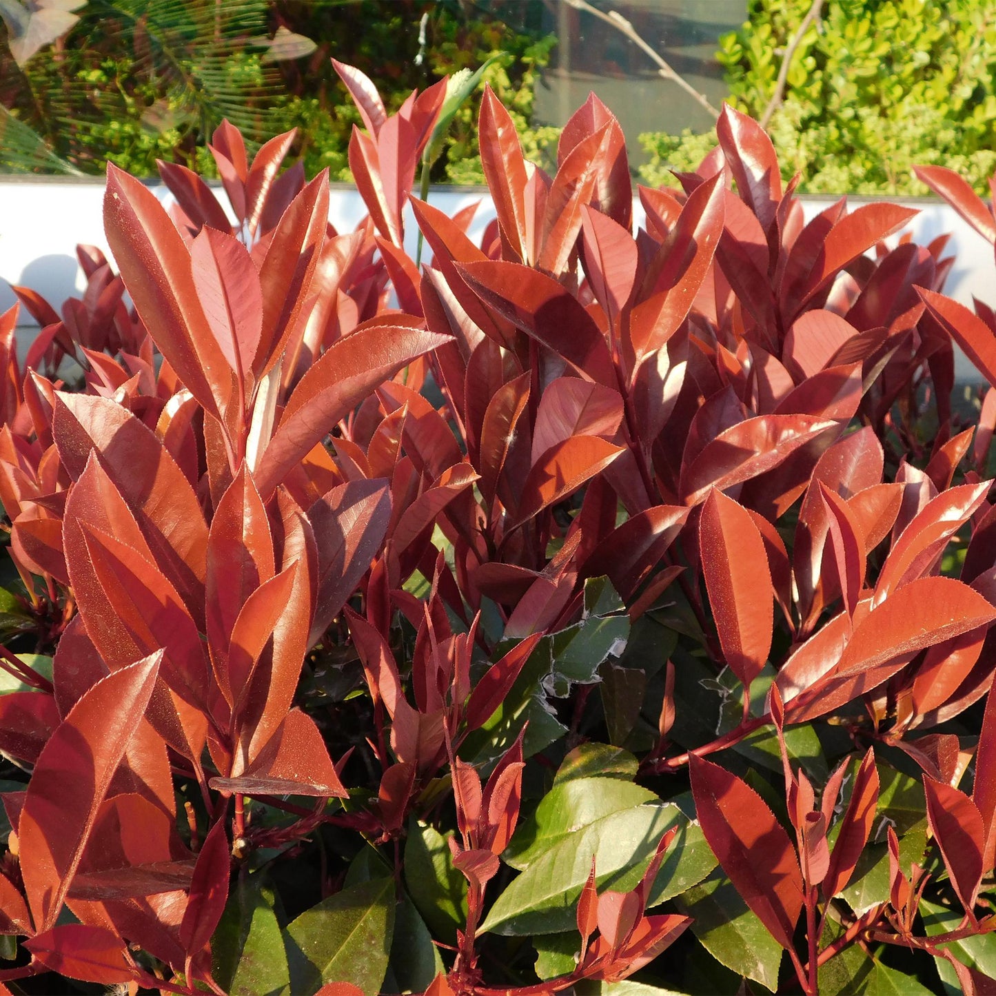 GreenboutiQ - Stamm Pflanze - Photinia fraseri Little Red Robin - Terrassenpflanze - Immergrün - Winterhart - Grün-Rotes Blatt - Topf 19cm Höhe 90cm 
