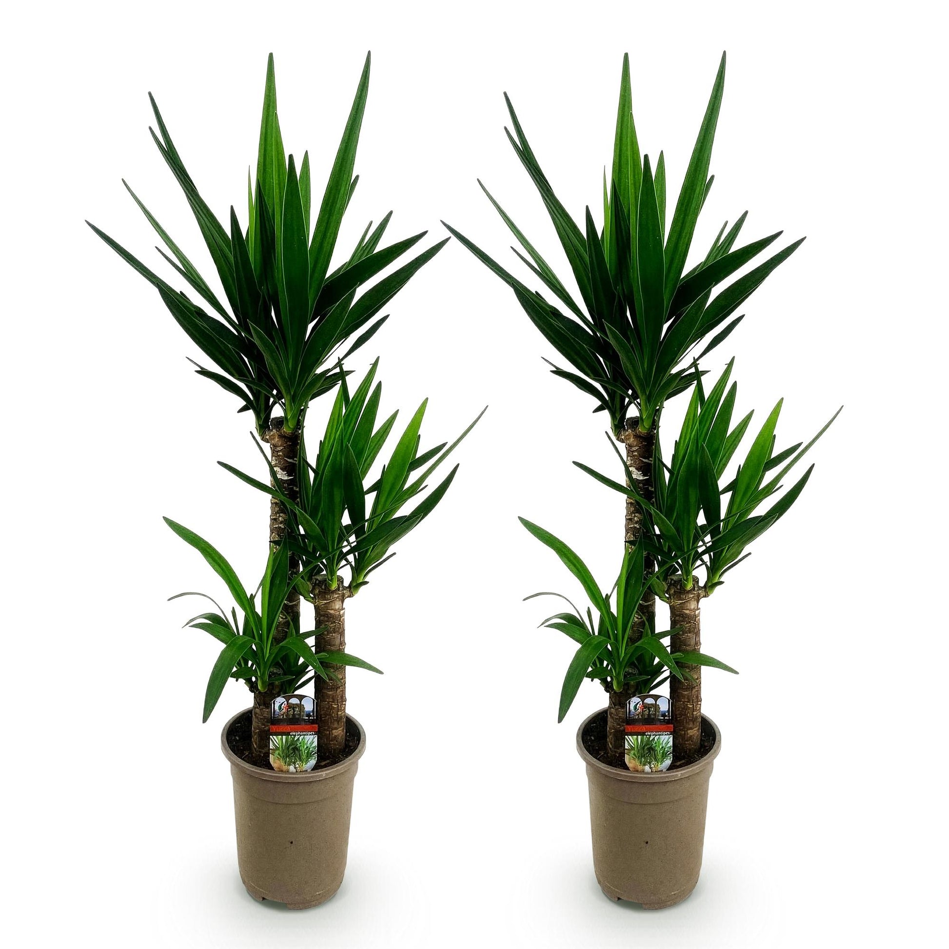 Palmlilie Yucca Elephantipes – 2 Pflanzen – 100cm – 21cm – Pflegeleichte Palmlilien mit langen, schmalen Blättern – Robustes Zimmerpflanzen-Duo für moderne & klassische Wohnräume 