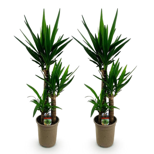 Palmlilie Yucca Elephantipes – 2 Pflanzen – 100cm – 21cm – Pflegeleichte Palmlilien mit langen, schmalen Blättern – Robustes Zimmerpflanzen-Duo für moderne & klassische Wohnräume 