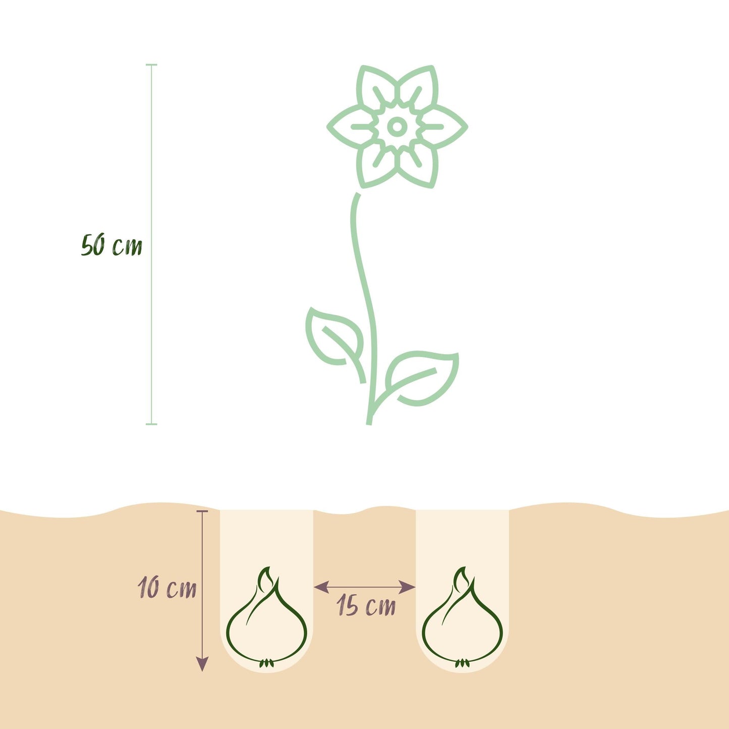 GreenboutiQ - Blumenzwiebeln - Tulpe Pink und Red - Farbe Rosa und Rot - 40 Stück - Zwiebelgröße 10/12 