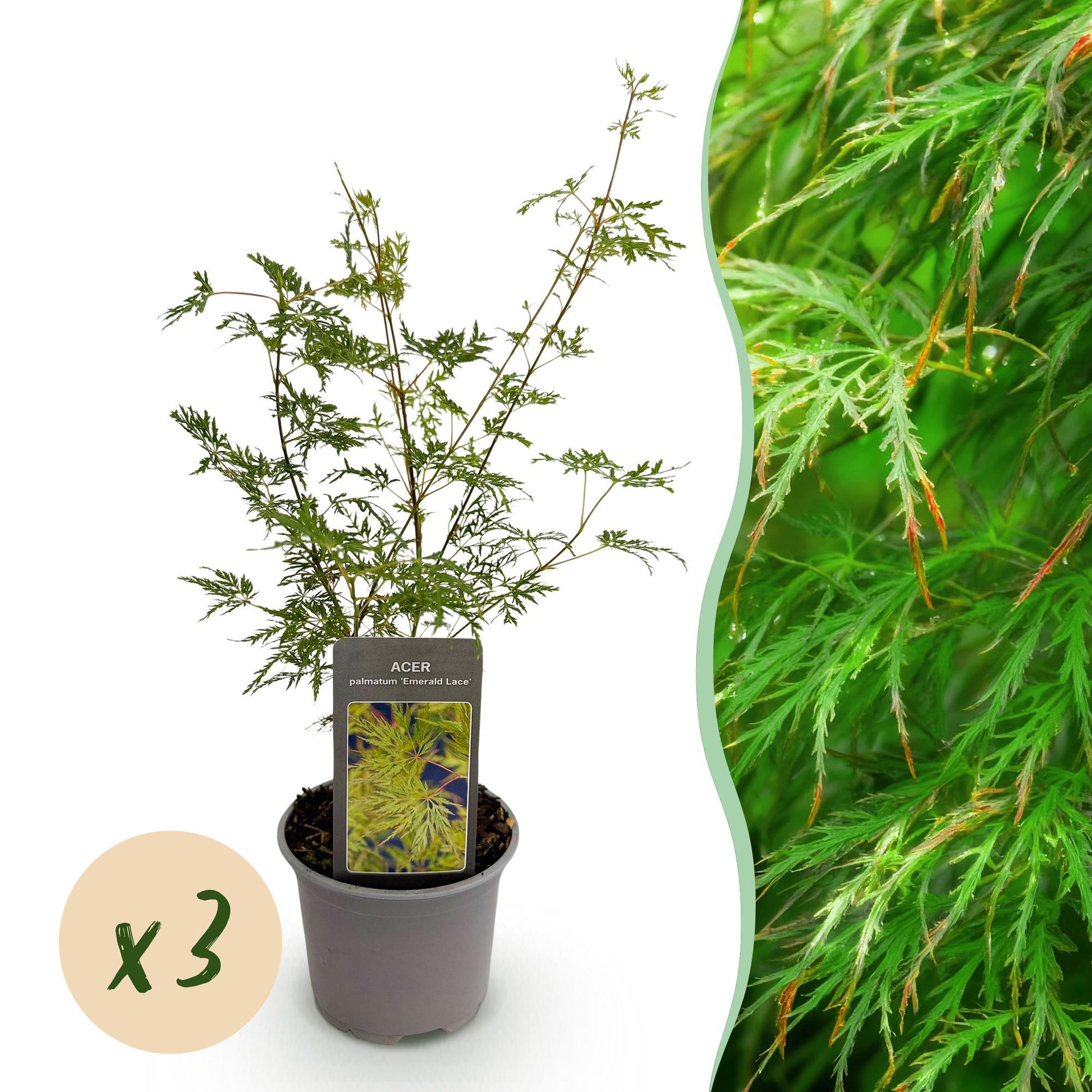 GreenboutiQ - Gartenpflanze - Acer palmatum Emerald Lace - Grün - 3 Pflanzen - Laubabwerfend - Wenig Pflege - Topf 12cm Höhe 35cm 