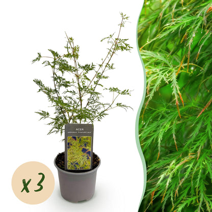 GreenboutiQ - Gartenpflanze - Acer palmatum Emerald Lace - Grün - 3 Pflanzen - Laubabwerfend - Wenig Pflege - Topf 12cm Höhe 35cm 
