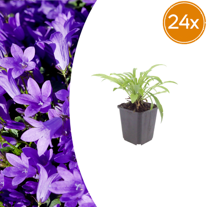 Pfirsichblättrige Glockenblume Campanula persicifolia ‘Coerulea’ – 24 Pflanzen – 10-25cm – Ø9cm – Blaue Staude für sonnige Beete & Halbschatten