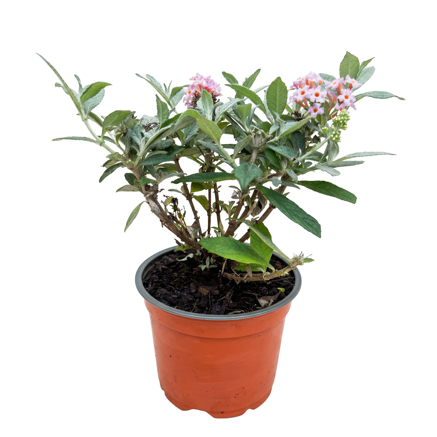 Green boutiQ - Gartenpflanze - Buddleja davidii Butterfly Candy Little Pink - Schmetterlingsstrauch - Kompakt - Rosa - 1 Pflanze - Topf 12cm - Höhe 20-25cm 