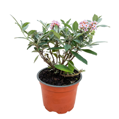 Green boutiQ - Gartenpflanze - Buddleja davidii Butterfly Candy Little Pink - Schmetterlingsstrauch - Kompakt - Rosa - 1 Pflanze - Topf 12cm - Höhe 20-25cm 