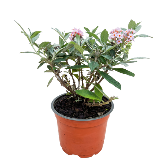 Green boutiQ - Gartenpflanze - Buddleja davidii Butterfly Candy Little Pink - Schmetterlingsstrauch - Kompakt - Rosa - 1 Pflanze - Topf 12cm - Höhe 20-25cm 