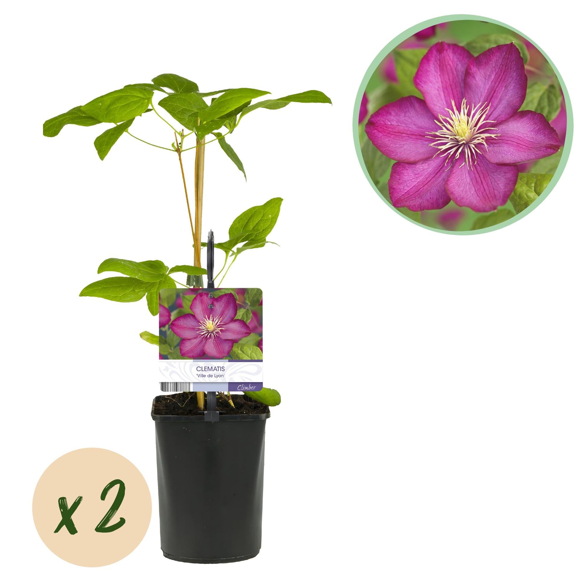 Kletterpflanze Clematis Ville de Lyon – Rosa Blüten – 2 Pflanzen – 11 cm x H40 cm – Winterhart & Pflegeleicht – Ideal für Garten, Balkon & Pergolen 