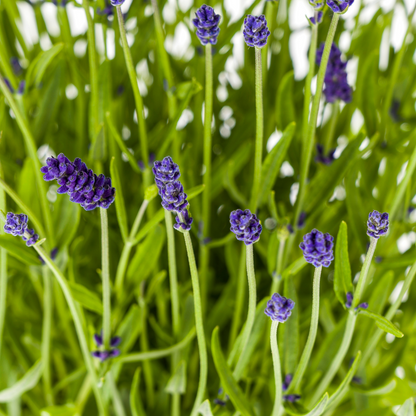 Echter Lavendel – Lavandula angustifolia – Ø19cm – ↕40–50cm – 4 Pflanzen – Duftende Gartenpflanze im Topf – Bienenfreundlich & winterhart – Für Beet, Balkon & Terrasse 