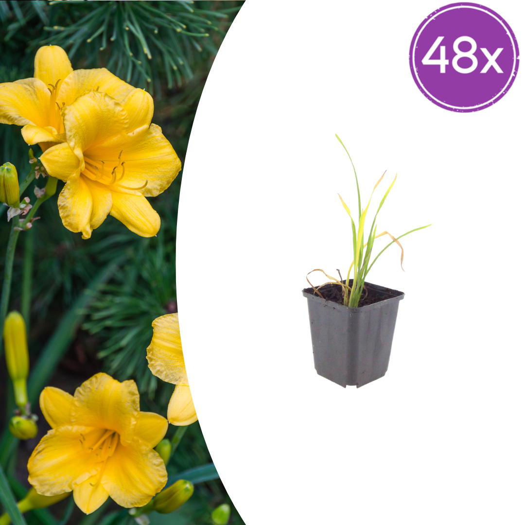Hemerocallis Stella de Oro – 48 Pflanzen – Ø9cm – Höhe 10-25cm – Winterharte Taglilie – Goldgelbe Dauerblüte – Pflegeleicht für Beet & Steingarten