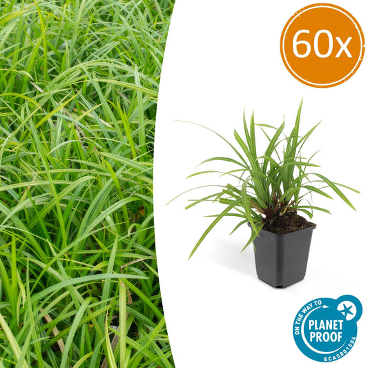 Grünblättrige Segge Carex morrowii 'Irish Green' – ↕10-25cm – Ø9cm – 60 Pflanzen – Immergrüner Bodendecker – Pflegeleicht – Für Beete & Schattige Bereiche