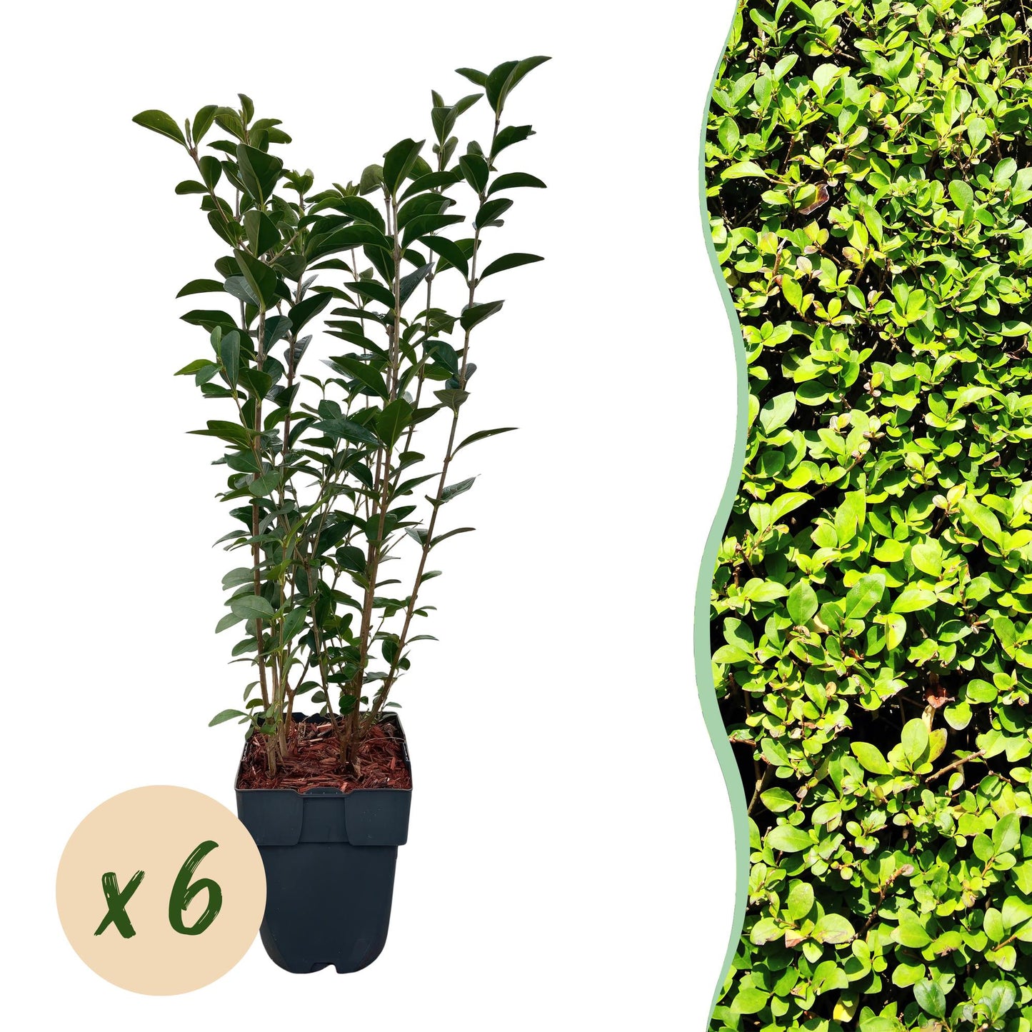 Ovalblättriger Liguster Ligustrum ovalifolium – Immergrün – Heckenpflanze – Blatt Grün – 6 Pflanzen – 1 m laufend – Pflegeleicht – 17cm Höhe 55cm 