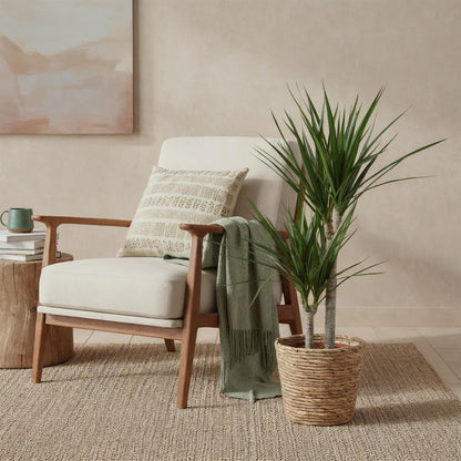 Green boutiQ - Zimmerpflanzen - Dracaena Marginata - Drachenbaum - Wenig Pflege - Grün - 1 Pflanze - Topf 21cm - Höhe 90-100cm 