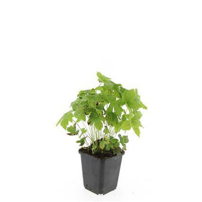Geranium nodosum – 48 Pflanzen – ↕10-25cm – Ø9cm – Bodendecker – Tiefpurpurne Blüten – Winterhart – Pflegeleicht – Schattengarten & Waldgarten