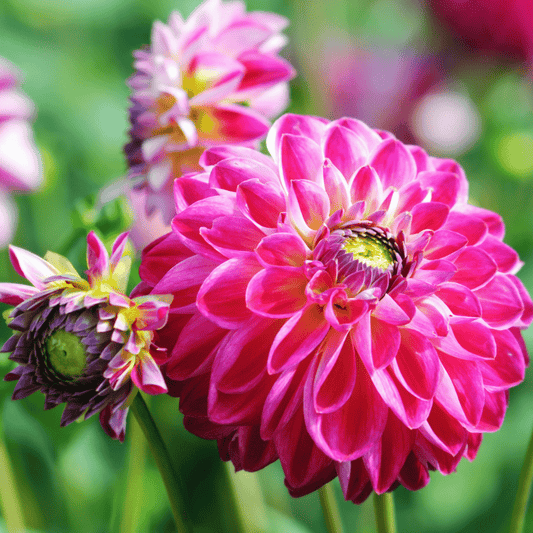 Blumenzwiebel - Dahlie - Little Robert - Runde und Gekräuselte Blütenblätter