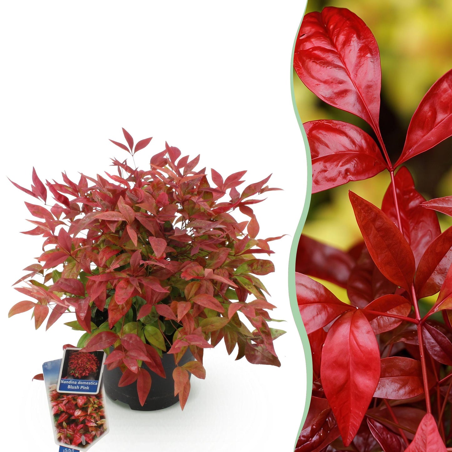 GreenboutiQ - Gartenpflanze - Nandina Blush Pink - Dunkelrosa - 1 Pflanze - Immergrün - Wenig Pflege - Topf 17cm Höhe 40cm 