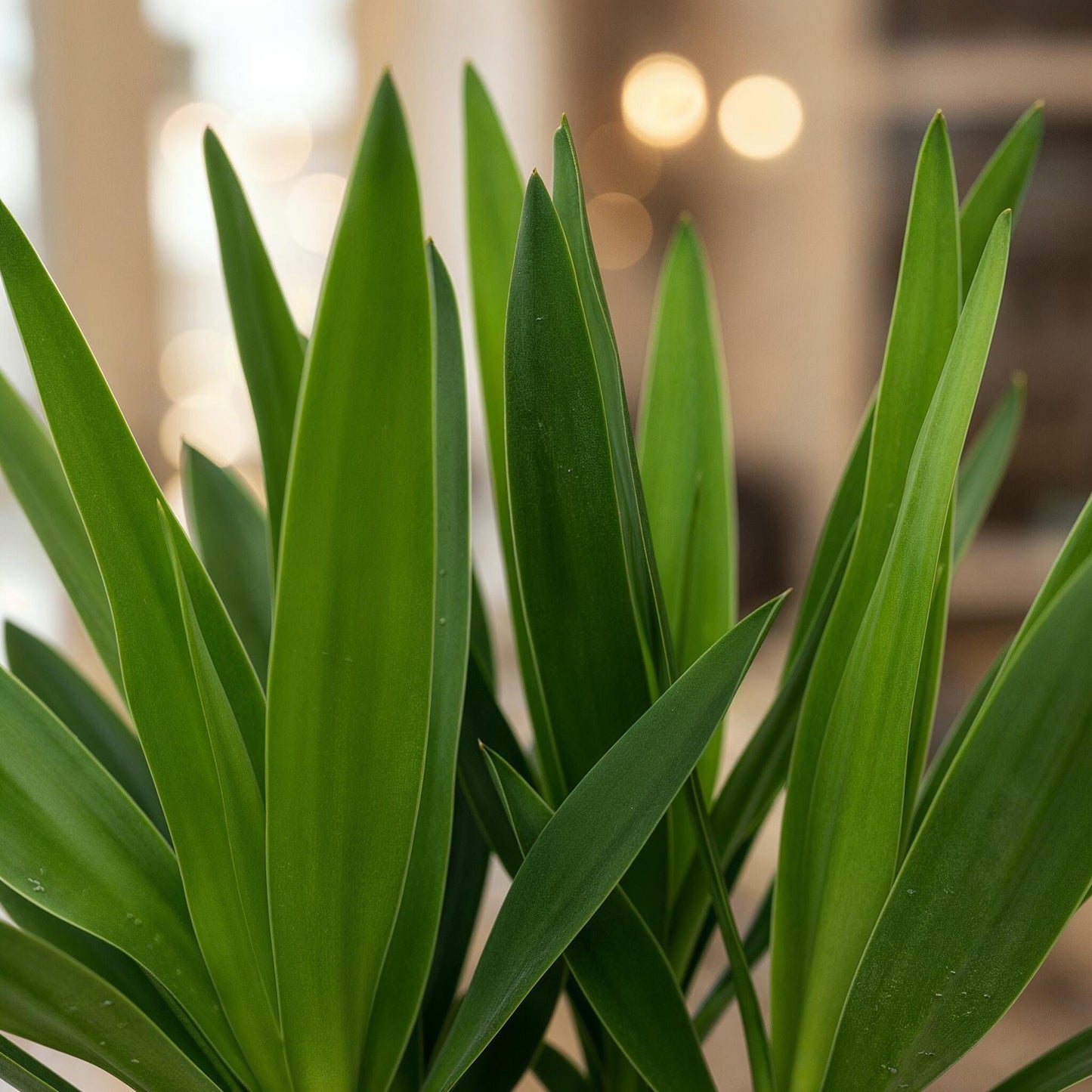 Palmlilie Yucca Elephantipes – 2 Pflanzen – 55cm – 14cm – Pflegeleichte Palmlilien mit schmalen grünen Blättern – Robustes Zimmerpflanzen-Duo für helle & halbschattige Wohnbereiche 