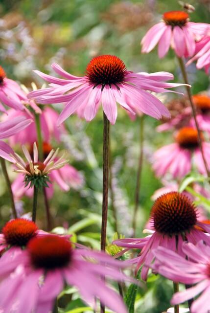 Rotblühender Scheinsonnenhut - Echinacea p. 'Magnus' - ↕10-25cm - Ø9cm - 6 Stück